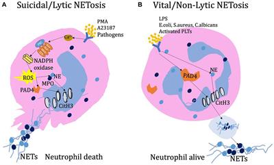 Neutrophil extracellular traps and their implications in airway inflammatory diseases